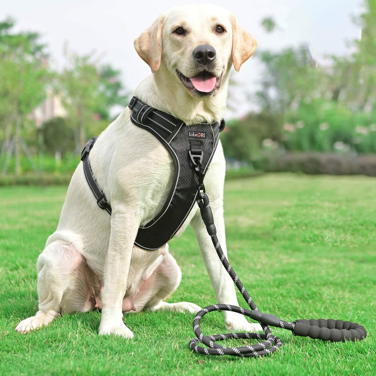 tobeDRI No Pull Dog Harness Adjustable Reflective Oxford Easy Control Medium Large Dog Harness with A Free Heavy Duty 5ft Dog Leash, Orange, L